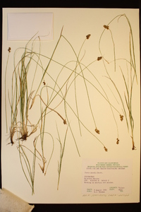 Carex hoodii image